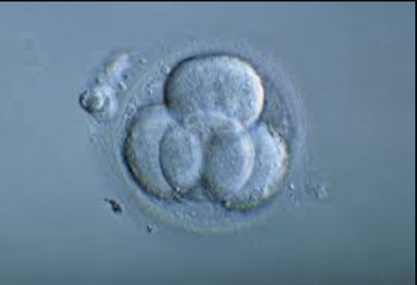 embriók szelektálása